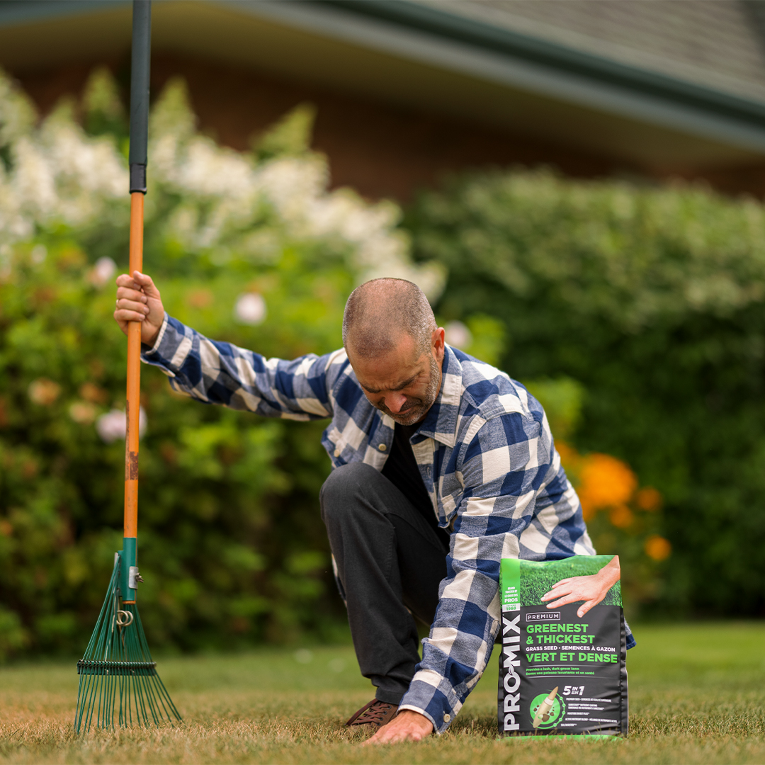 Grass seed online rake