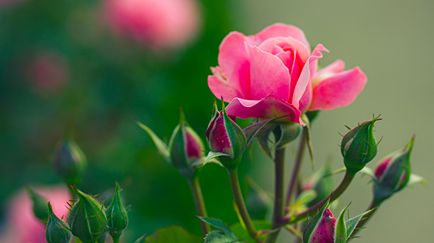 Hybrid Tea Rose: Annual Winter or Spring Pruning