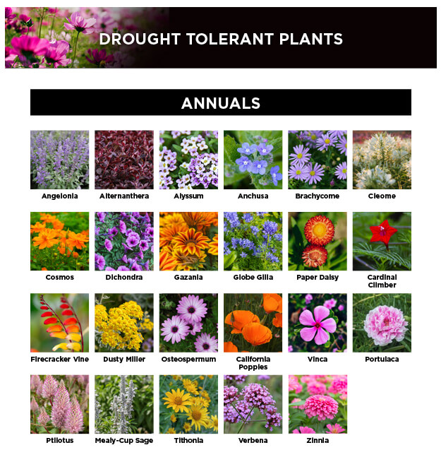 Drought-tolerant annuals guide for a garden that can cope with climate change.