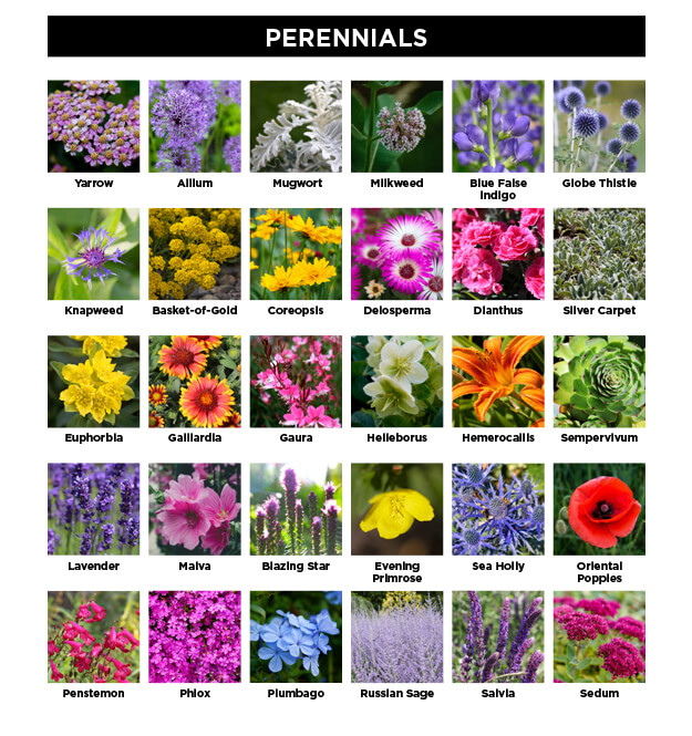 Drought-tolerant perennials guide for a garden that can cope with climate change.