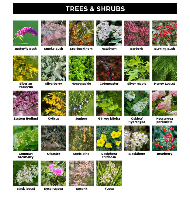 Which trees and shrubs are most drought resistant?