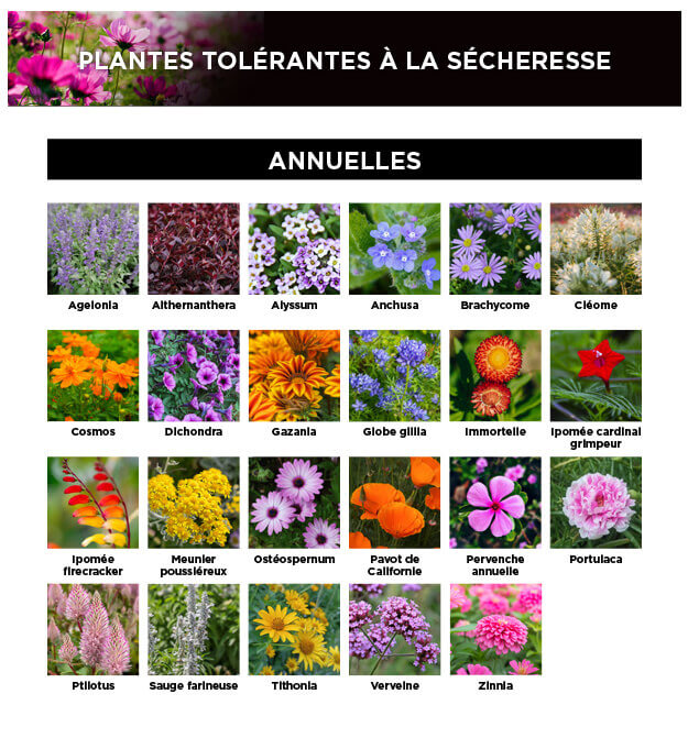 Guide des plantes annuelles résistantes à la sécheresse pour un jardin capable de faire face aux changements climatiques.