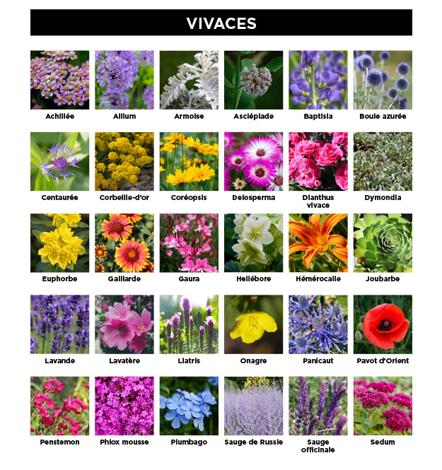 Guide des plantes vivaces résistantes à la sécheresse pour un jardin capable de faire face aux changements climatiques.