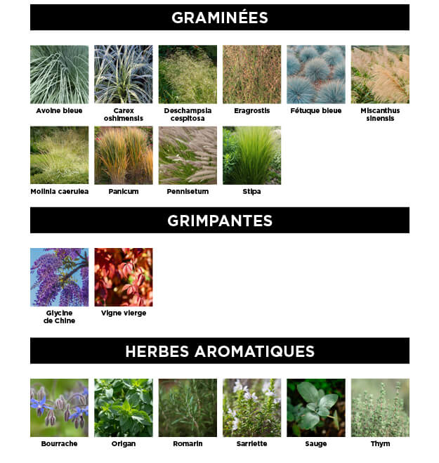 Les meilleures graminées ornementales pour un jardin tolérant à la sécheresse. Comment choisir des plantes grimpantes qui tolèrent bien la sécheresse et les changements climatiques? Quelles sont les herbes aromatiques qui tolèrent le mieux la sécheresse, quelles fines herbes et plantes ont le moins besoin d'arrosage?