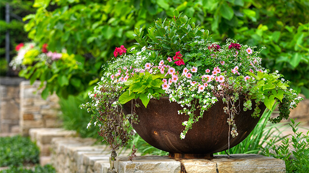 Large patio pot with geranium, calibrochoa and sweet potato vine floral arrangement in a garden with beautiful landscaping and plain paving stone wall.