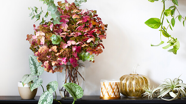 How to dry hydrangea flowers