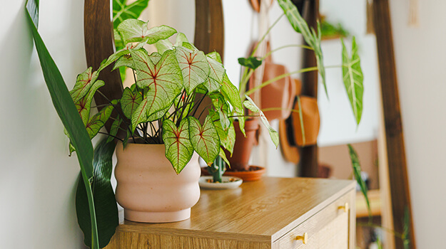 Magnifique plante verte d'intérieur sous un éclairage lumineux, décoration avec des plantes. 