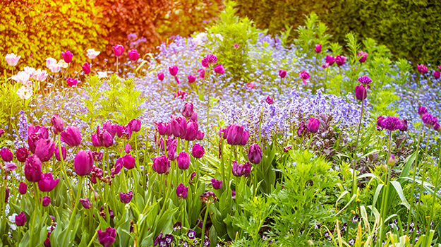 Beautiful colorful spring garden with purple tulips in the morning sun.