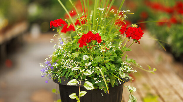 Red geranium in pot, beautiful floral arrangement for patio composed of annuals.