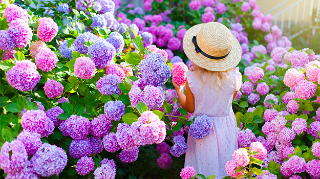 How to care for hydrangea 