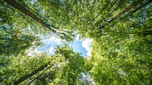 Des arbres pour inverser le changement climatique