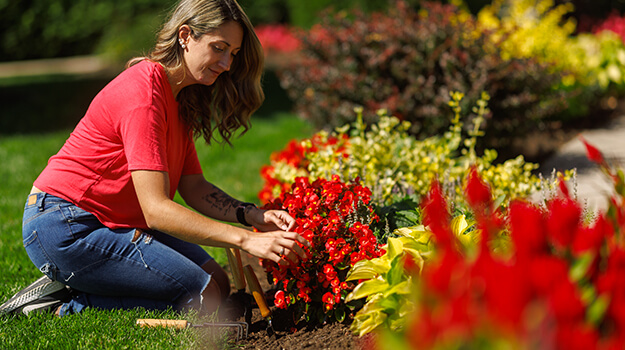 Femme qui entretien le jardin avec un arrangement de parterre de fleurs en été avec annuelles, vivaces et arbustes.
