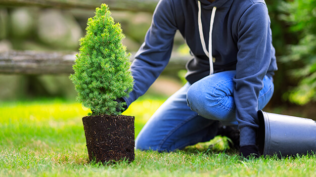 When to plant trees