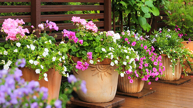 Comment faire un arrangement en pot, potée fleurie pour la galerie, pot pour patio composé de géraniums et de calibrachoa Millions Bell.