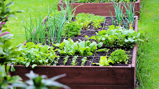 Summer vegetables grown in a vegetable garden in squares: lettuce, onions, shallots.