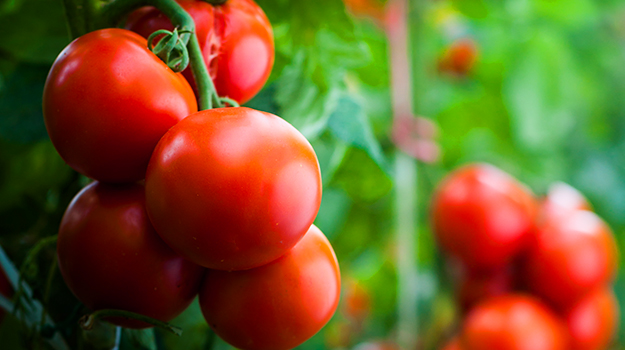 Comment semer les tomates en intérieur et comment faire pousser des tomates à partir des graines et semis de tomates, comment planter des tomates ?