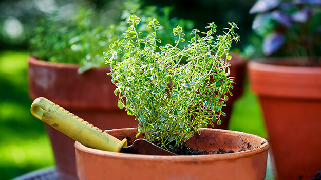 When to start sowing aromatic herbs for the garden, sowing thyme in the garden.