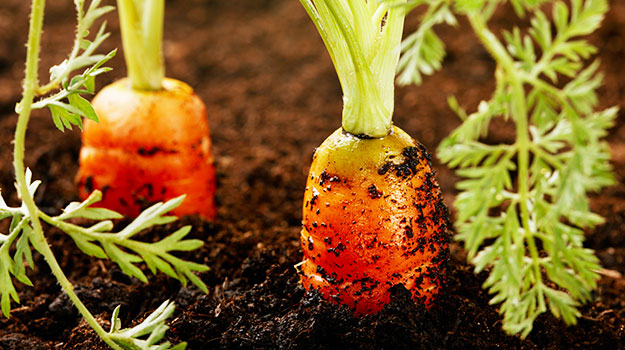 carrots growing in ground