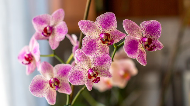 Comment prendre soin de vos orchidées