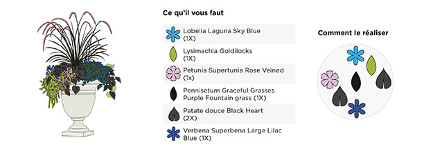 Comment utiliser les graminées ornementales au jardin, arrangement en pot avec pennisetum, petunia, vigne de patate douce et verbena.