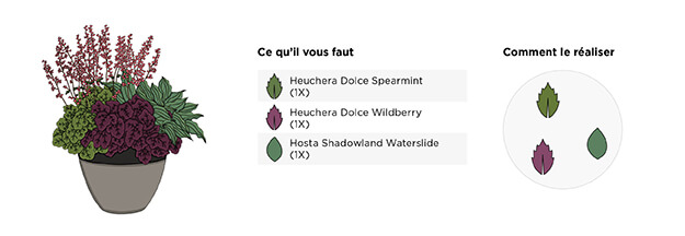 Comment culitver les vivaces en pot, meilleurs choix de vivaces pour arrangements en pot : heuchère, hostas, bergenia,hydrangées.