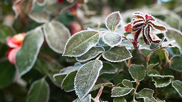 Conseils pour protéger vos plantes pendant l'hiver