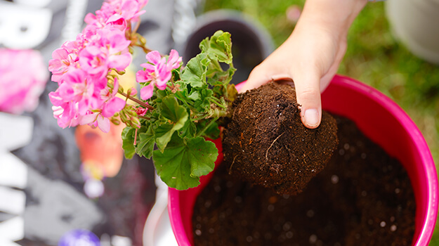 How to plant annuals in pots to decorate the summer garden.