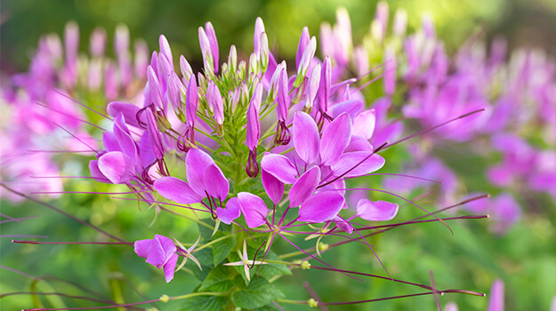 Beautiful annual cleome flowers in a flowerbed or pot.