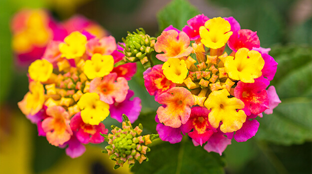 Gros plan de fleur annuelle lantana tricolore