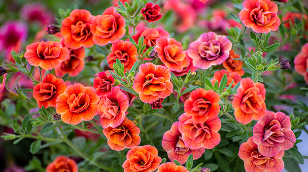 Gros plan de calibrachoa orangé annuel