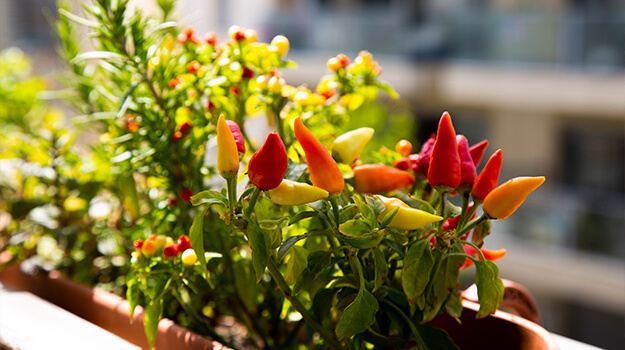 Make an edible pot arrangement with aromatic herbs and vegetables: thyme, hot peppers, tomatoes, rosemary.