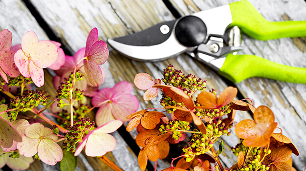 How to dry hydrangea flowers