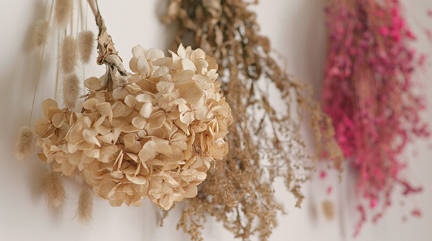 How to dry hydrangea flowers