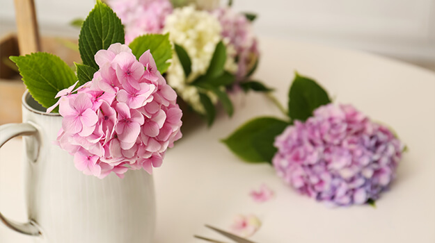 How to dry hydrangea flowers