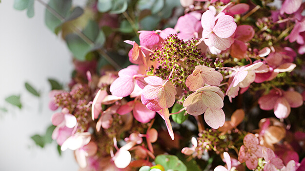 How to dry hydrangea flowers