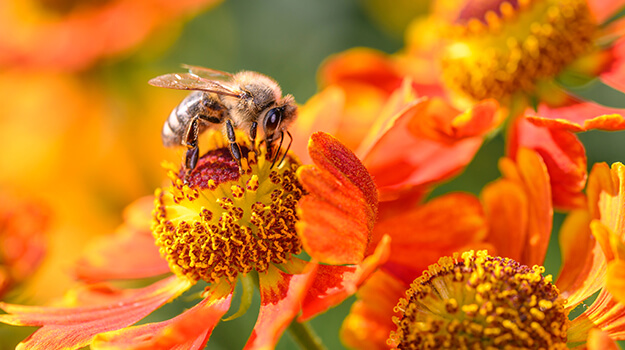 Bee foraging in a flower, importance of pollinating insects for the survival of humanity.