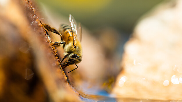 Les abeilles ont soif et ont besoin d’eau, il est important de leur donner de l’eau lorsqu’il fait chaud. L’abreuvoir aide à freiner la diminution de la population des abeilles qui risquent de se noyer dans les piscines et lacs.