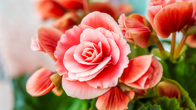 Begonia blooming in the house in winter, how to take care of your begonia.