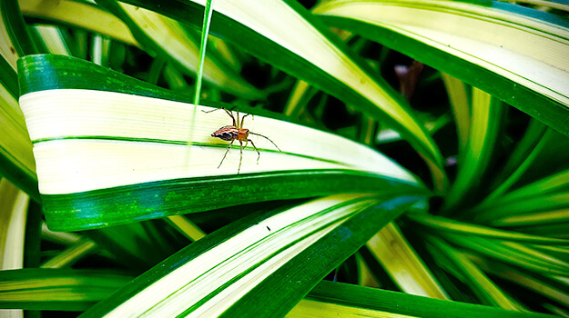 How to get rid of insects in houseplants when bringing plants inside in the fall.