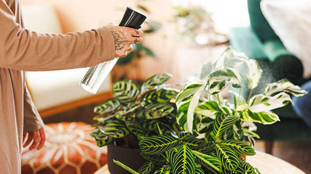 How to deal with humidity problems for plants during home heating seasons.