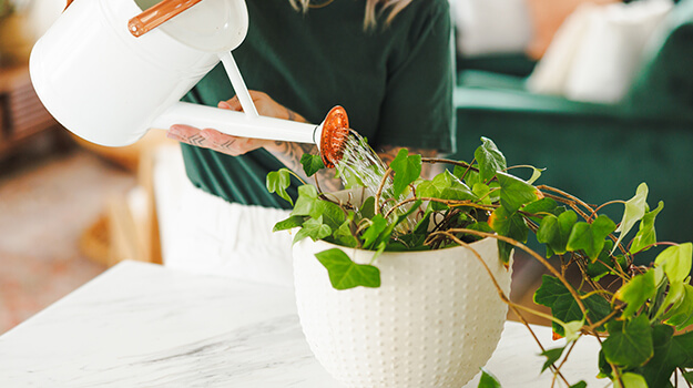 Comment arroser les plantes d'intérieur et quand et comment fertiliser les plantes tropicales.