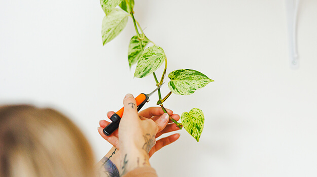 Comment faire des boutures de ses plantes préférer et réussir la transplantation des plantes. 