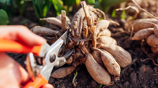 Comment rentrer et hiverniser les bulbes d'été.