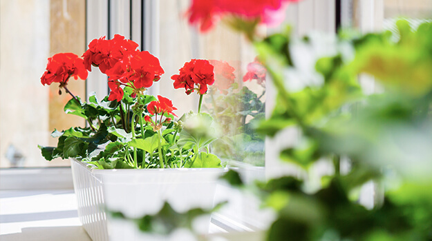 How to care for geraniums in the house during the winter.