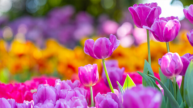 Jardin printanier avec une multitude de tulipes colorées.