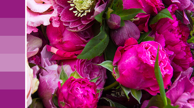 Pink, violet, mauve and crimson, how to arrange them for a superb effect in the garden.