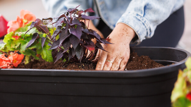 Femme qui plante des annuelles dans un pot, arrangement en pot avec patate douce caroline Raven et bégonia tubéreux rouge.