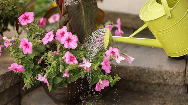 Watering potted annual flowers outside, canna and petunia potted arrangement.