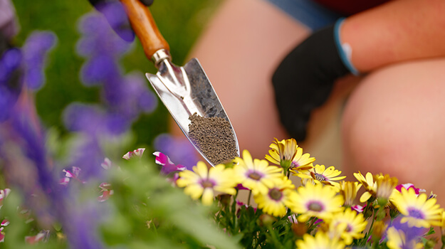 fertilisation de pantes d'extérieur, femme qui donne de l'engrais aux annuelles en fleur, osteospermum.