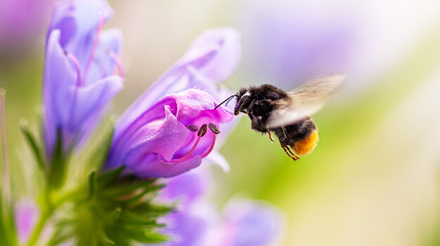 Abeille qui butine dans une fleur mauve, favoriser les pollinisateurs en été.